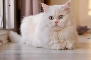 Perzische poppengezicht chinchilla witte kat. pluizig schattig huisdier met blauw oog foto