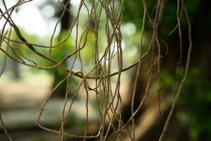 abstract hangende klimplant fabriek Aan park foto