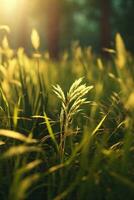 wild gras in de Woud Bij zonsondergang. macro afbeelding, Ondiep diepte van veld. abstract zomer natuur achtergrond. wijnoogst filter. ai gegenereerd foto