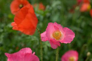 prachtige lentebloemen in de tuin foto