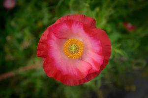 prachtige lentebloemen in de tuin foto