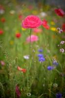 prachtige lentebloemen in de tuin foto