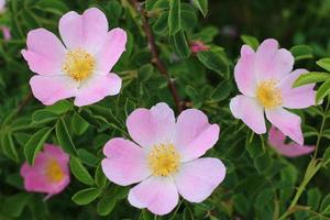 roze rozenbottelbloem in de zomer. foto