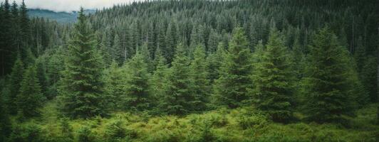 gezond groen bomen in een Woud van oud spar, Spar en pijnboom. ai gegenereerd foto