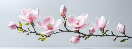 roze voorjaar magnolia bloemen Afdeling. ai gegenereerd foto