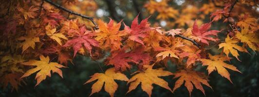 kleurrijk herfst esdoorn- bladeren Aan een boom Afdeling. ai gegenereerd foto