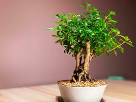 klein ingemaakt bonsai boom decoratie tafel oppervlakte foto