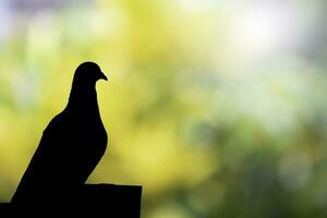 silhouet van een duif vogel Aan wazig bokeh achtergrond. duif vogel alleen staand Aan dak foto