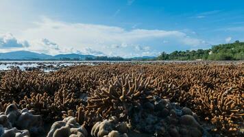 staghorn koraal gedurende laag tij Bij phuket, Thailand foto