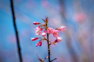 mooi roze sakura bloem bloeiend Aan blauw lucht achtergrond foto