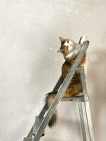 schattig rood wit kat zittend Aan een trapladder foto