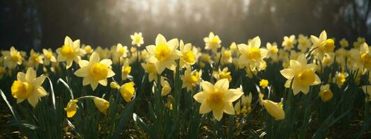 gele narcis bloemen in de veld. ai gegenereerd foto