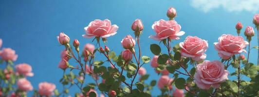 mooi voorjaar grens, bloeiend roos struik Aan een blauw achtergrond. bloeiend roos heupen tegen de blauw lucht. zacht selectief focus. ai gegenereerd foto