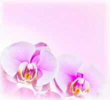 roze orchidee bloem grens foto