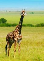 groot wild Afrikaanse giraffe foto