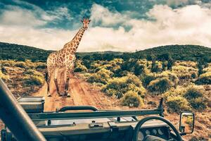 dieren in het wild Afrikaanse safari foto