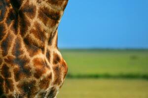 detailopname Aan giraffe huid foto