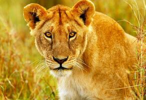 mooi wild Afrikaanse leeuwin foto
