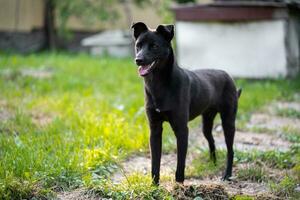 vol gegroeid mooi jong zwart hond buitenshuis foto