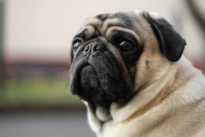 detailopname portret van een mopshond honden gezicht Aan de straat foto