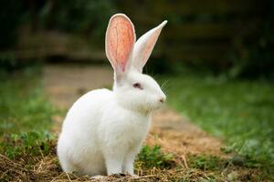 een mooi wit huiselijk konijn is begrazing en wandelen buitenshuis foto