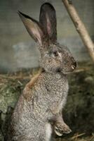 een mooi grijs huiselijk konijn is begrazing en wandelen in de bijlage buitenshuis foto