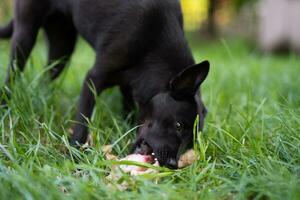 zwart jong hond eet bot Aan de gras buitenshuis foto