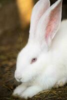 een mooi wit huiselijk konijn is begrazing en wandelen in de bijlage buitenshuis foto
