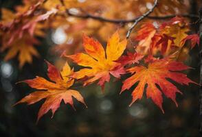 kleurrijk herfst esdoorn- bladeren Aan een boom Afdeling. ai gegenereerd foto