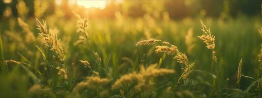 wild gras in de Woud Bij zonsondergang. macro afbeelding, Ondiep diepte van veld. abstract zomer natuur achtergrond. wijnoogst filter. ai gegenereerd foto