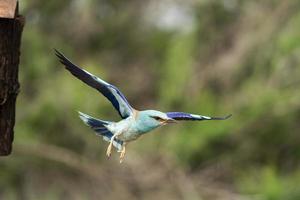 europese roller, coracias garrulus foto