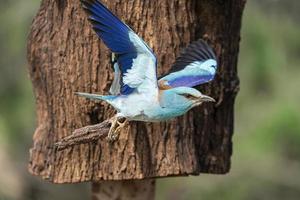 europese roller, coracias garrulus foto