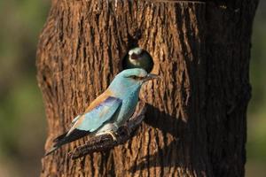 europese roller, coracias garrulus foto