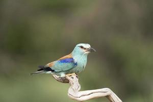 europese roller, coracias garrulus foto