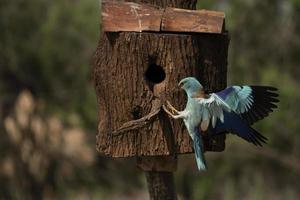 europese roller, coracias garrulus foto