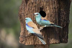 europese roller, coracias garrulus foto