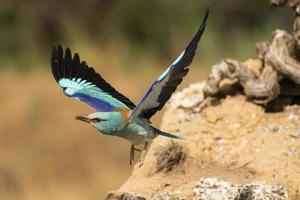 europese roller, coracias garrulus foto