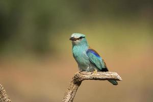 europese roller, coracias garrulus foto