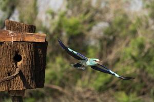 europese roller, coracias garrulus foto