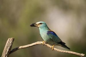 europese roller, coracias garrulus foto