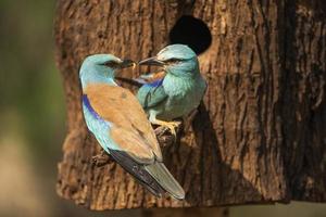 europese roller, coracias garrulus foto