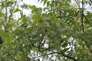 bladeren van de neem boom foto