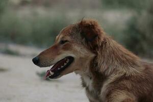 deze is een straat hond detailopname foto