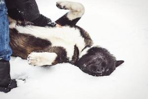 alaska malamute donkere kleur in de natuurlijke omgeving met mannen foto