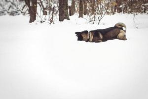 Alaskan Malamute donkere kleur in de natuurlijke omgeving foto