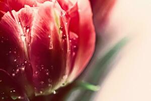 ochtend- dauw druppels Aan een mooi bloem in lente, bloemen schoonheid foto