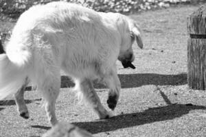 schattig huisdier hond Aan wandelen Bij lokaal openbaar park van Londen Engeland uk. foto