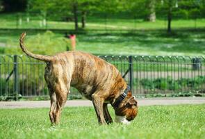 schattig huisdier hond Aan wandelen Bij lokaal openbaar park van Londen Engeland uk. foto