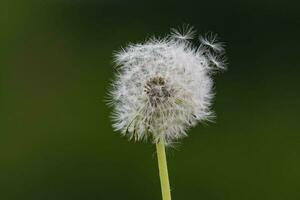 paardebloem bloem pluis zaad foto