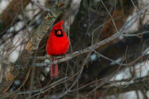 rood kardinaal zittend Aan Afdeling in winter wind foto